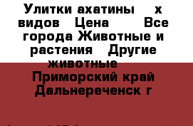 Улитки ахатины  2-х видов › Цена ­ 0 - Все города Животные и растения » Другие животные   . Приморский край,Дальнереченск г.